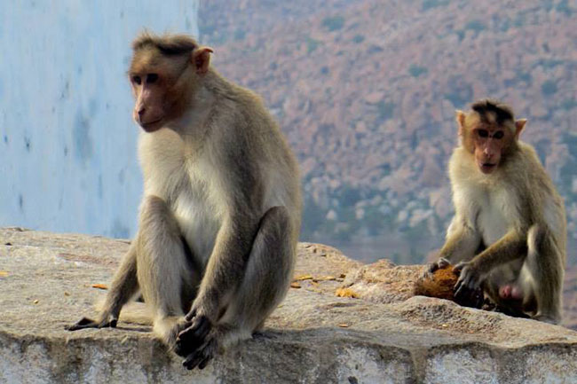 Monkeys in Hampi, India