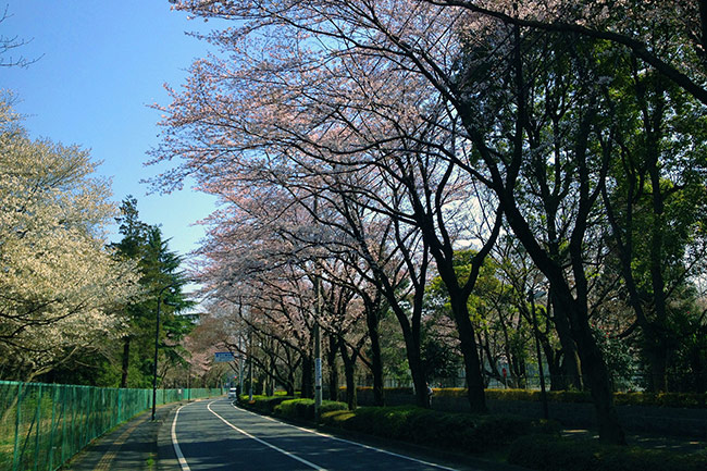 Sakura in Sagamihara, Kanagawa