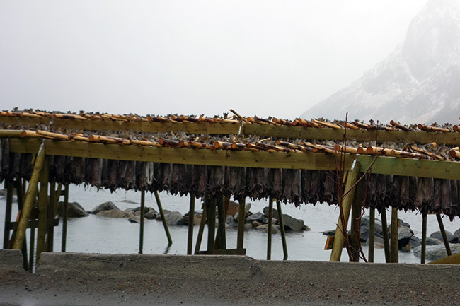 Drying fish in Lofoten