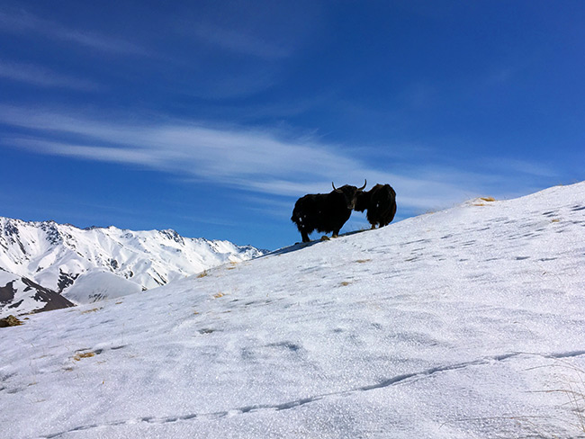 Yaks near Song Kul in Kyrgyzstan