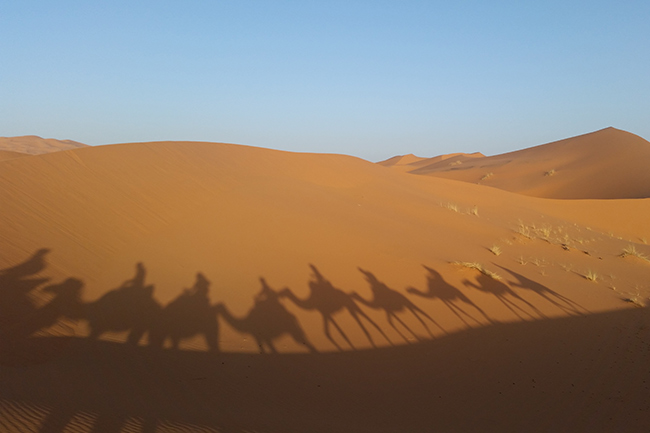 Camel shadows in the Sahara, Morocco