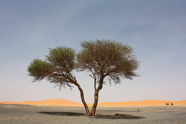 Last tree before the desert in Merzouga, Morocco