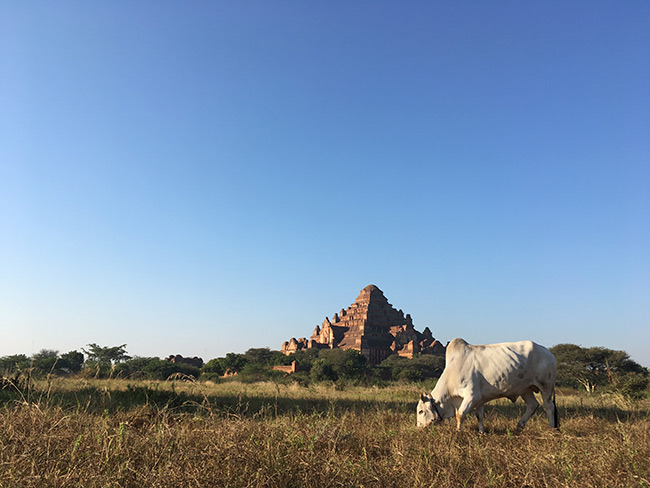 The majestic Dhammayangyi Temple, Myanmar