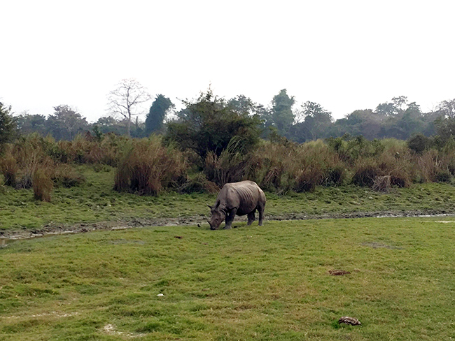 Rhino in Kaziranga National Park, India