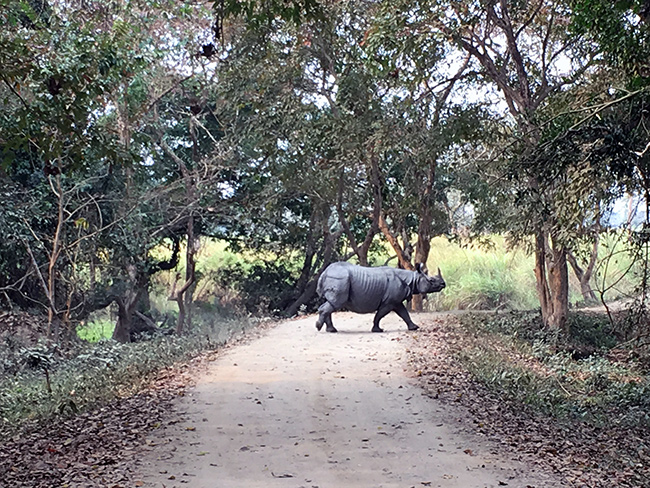 Rhino in Kaziranga National Park, India
