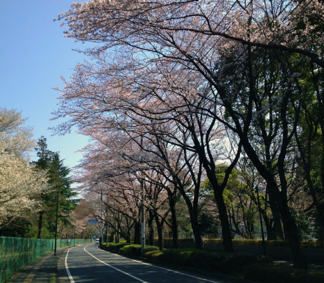 The Yen Run: Sakura season