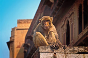 Monkey at the Red Fort in Agra, India