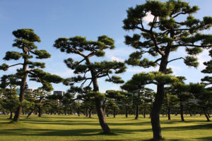 Imperial Garden in Tokyo, Japan