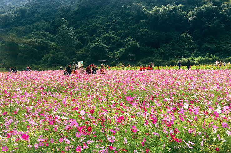 Flower festival in Bac Son valley