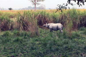 Rhinos in Kaziranga, India